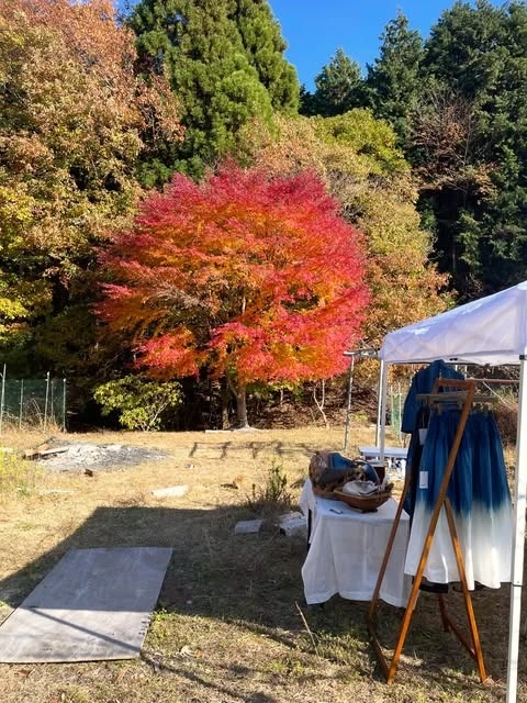 工房のまわりで、赤く色づく秋の木々