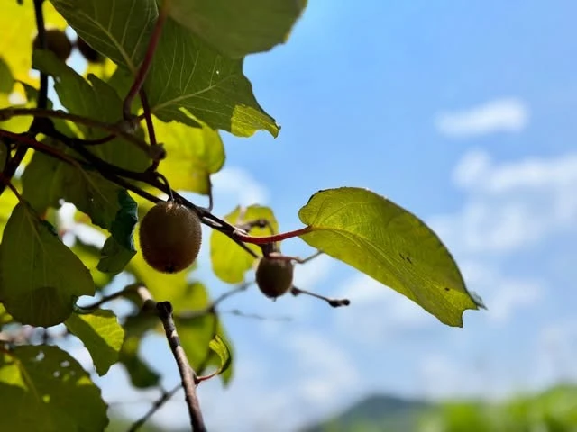 青空の下、葉の間に実るキウイ